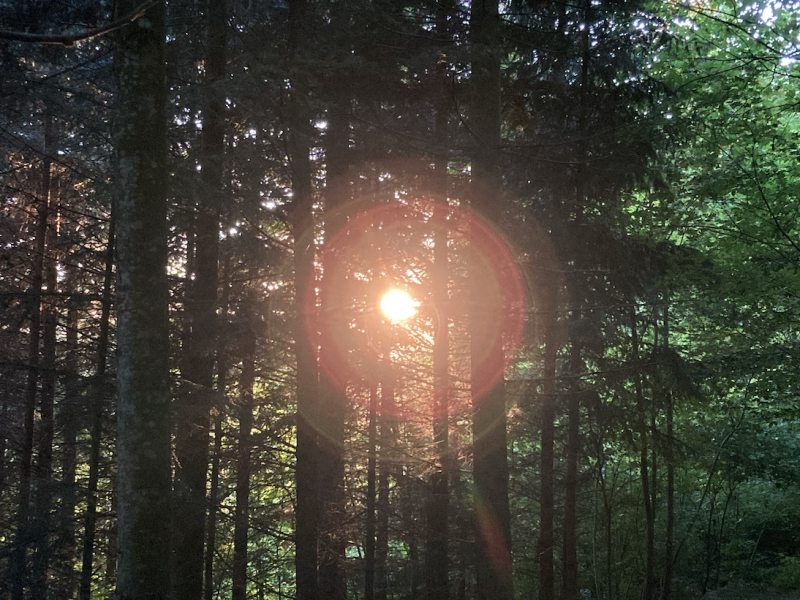 Wald